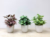 20cm 仿真迷你葉盆栽三件組 Mini Assorted Leaf (Set of 3)