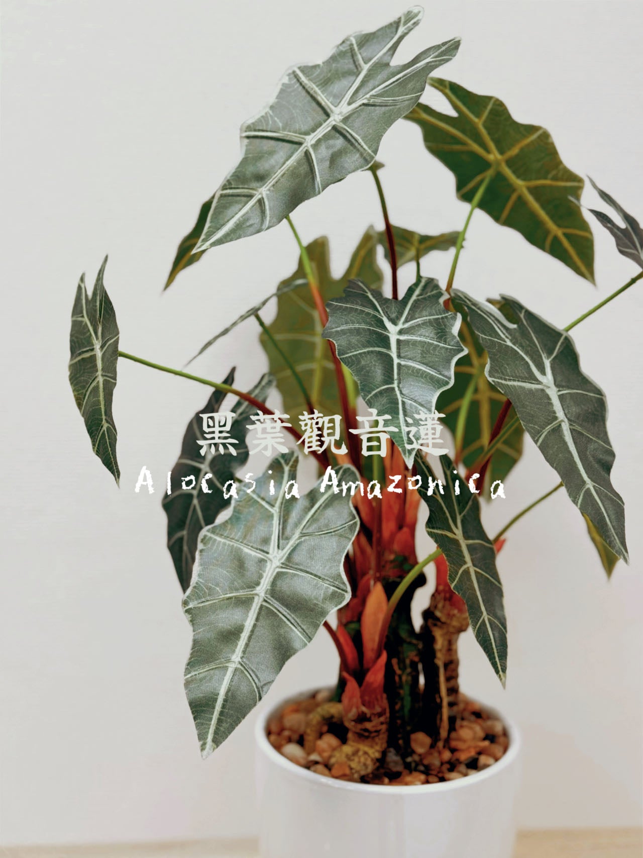 56cm 仿真海芋盆栽 Alocasia Potted Plant