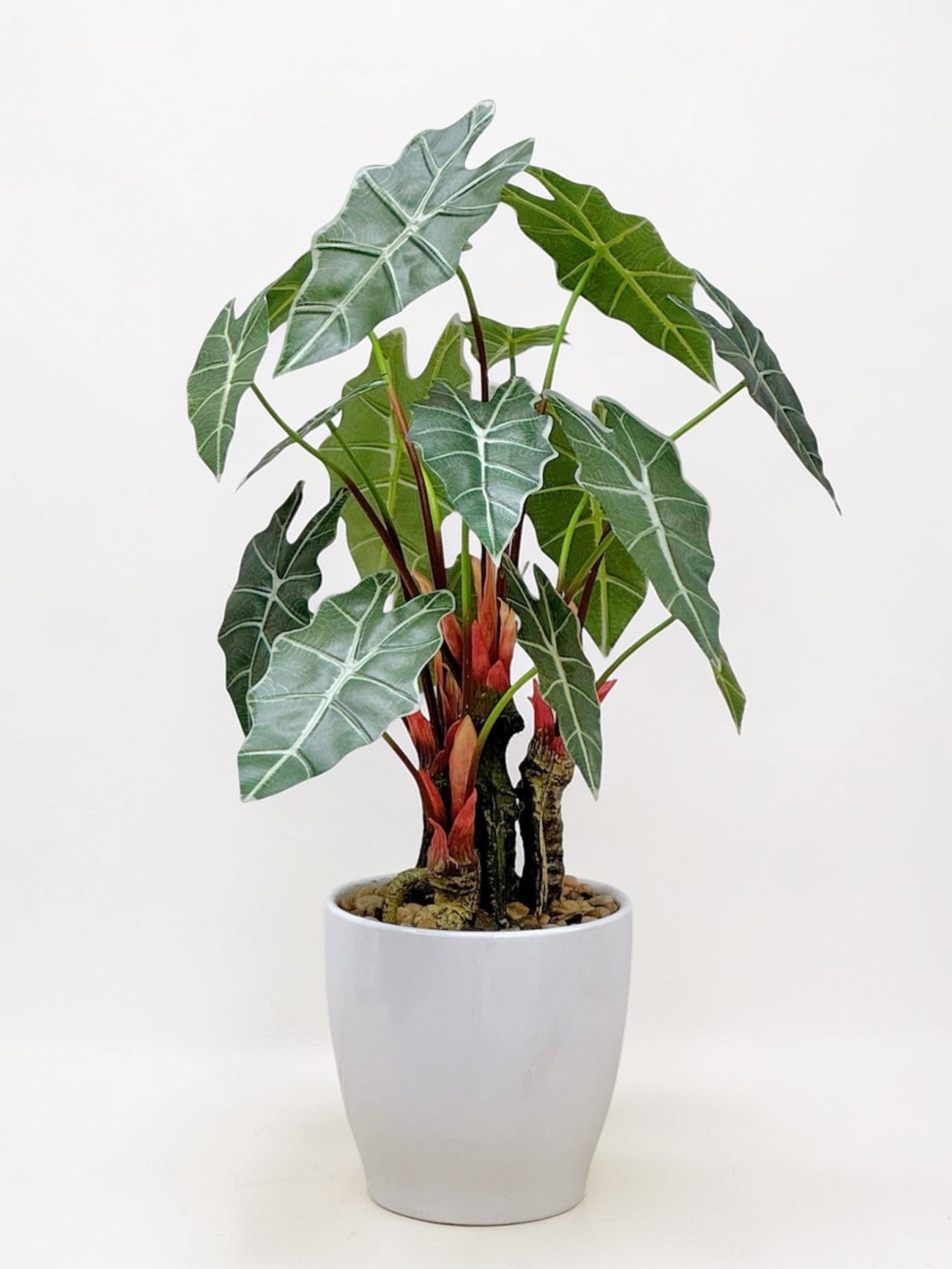 【香港現貨】仿真海芋陶瓷盆栽 (56cm) | 熱帶雨林風 高仿真 PU 材質 Alocasia - Midoria