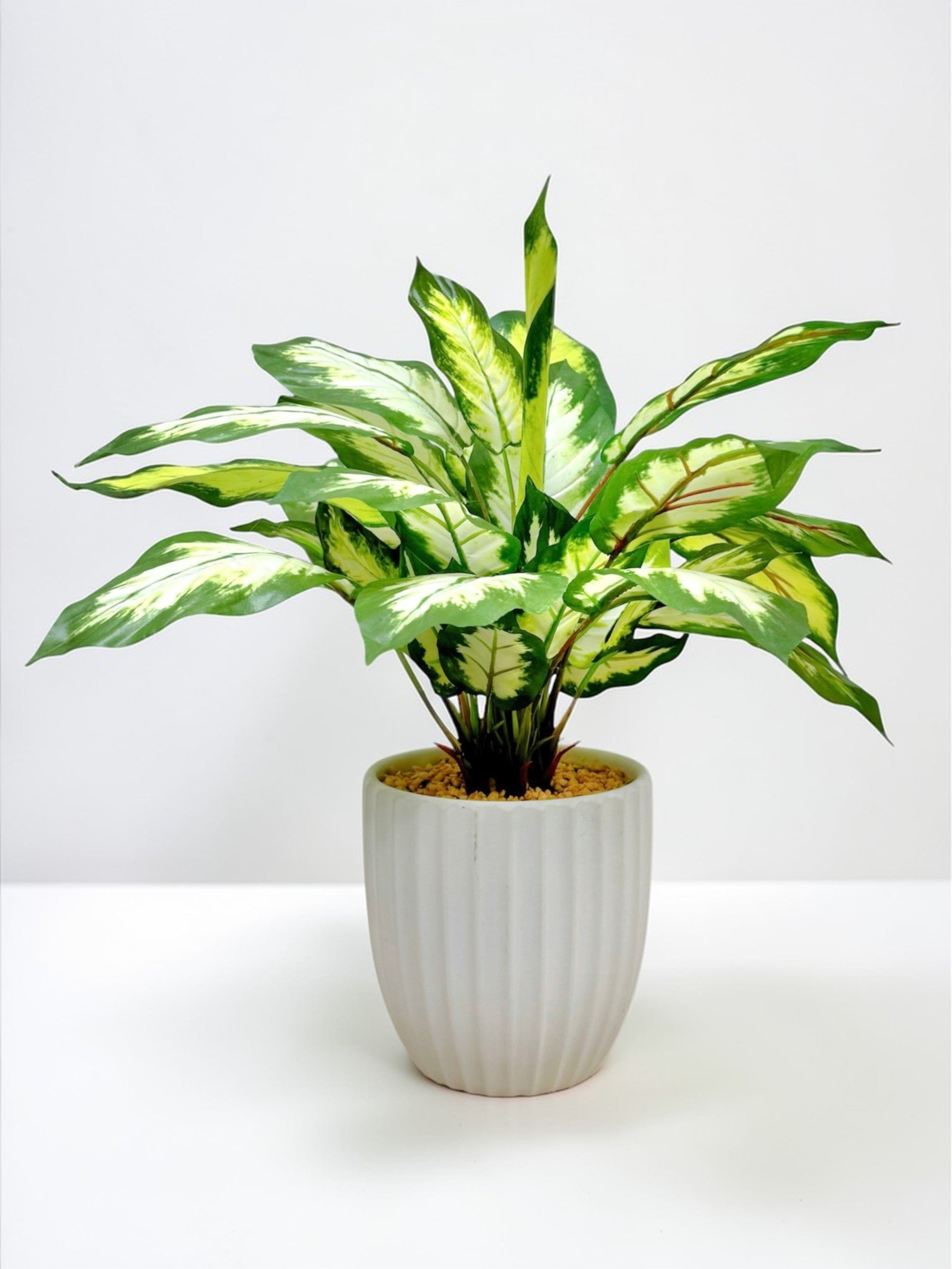 【香港現貨】仿真花葉萬年青盆栽 (43cm) | 條紋陶瓷盆 現代簡約裝飾 Dieffenbachia - Midoria