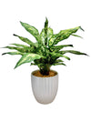 43cm 仿真花葉萬年青盆栽 Dieffenbachia Potted Plant