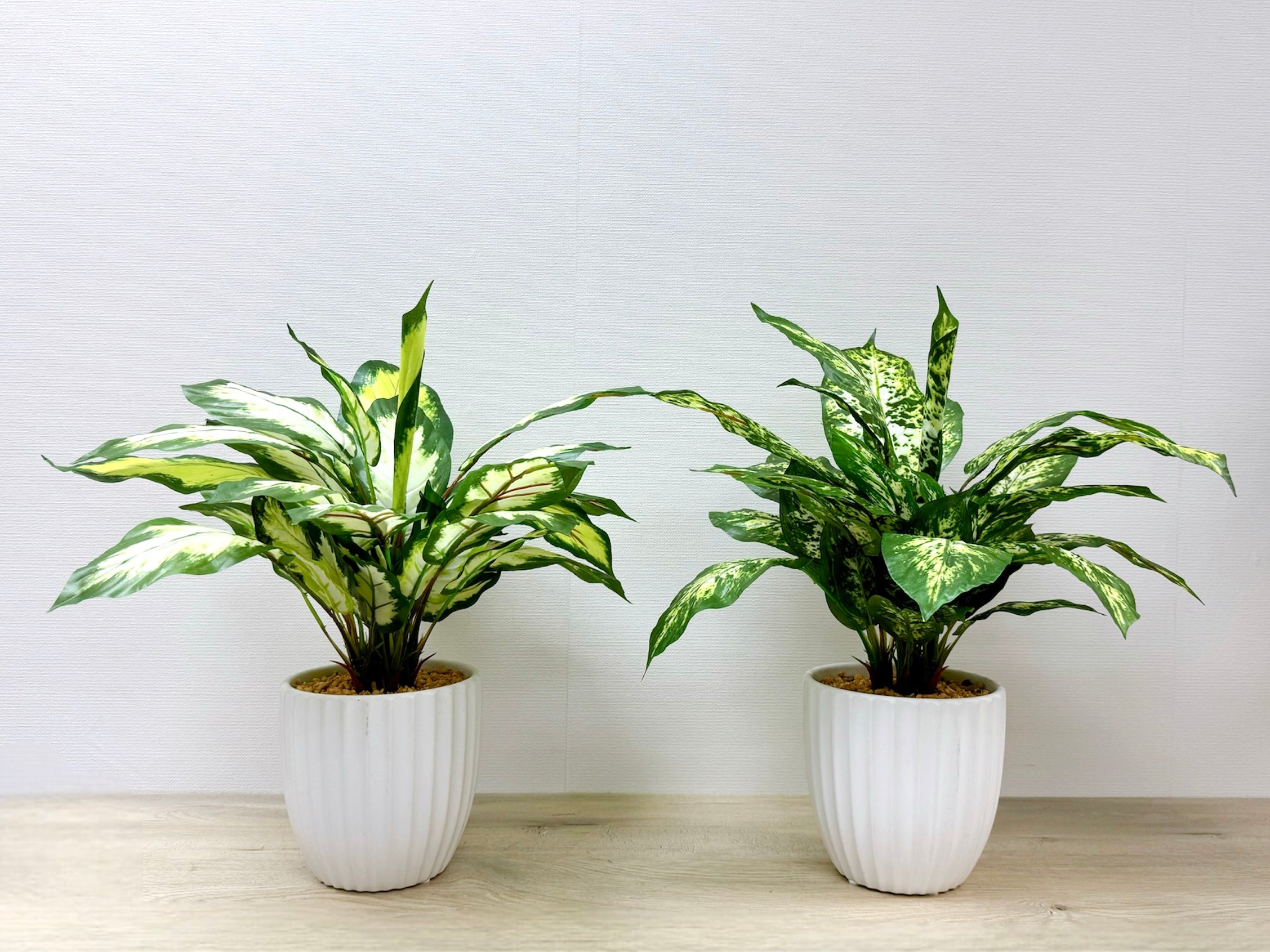 43cm 仿真花葉萬年青盆栽 Dieffenbachia Potted Plant