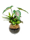 23cm 仿真五彩芋搭配迷你葉盆栽 Caladium & Mini Leaf with Glass Pot