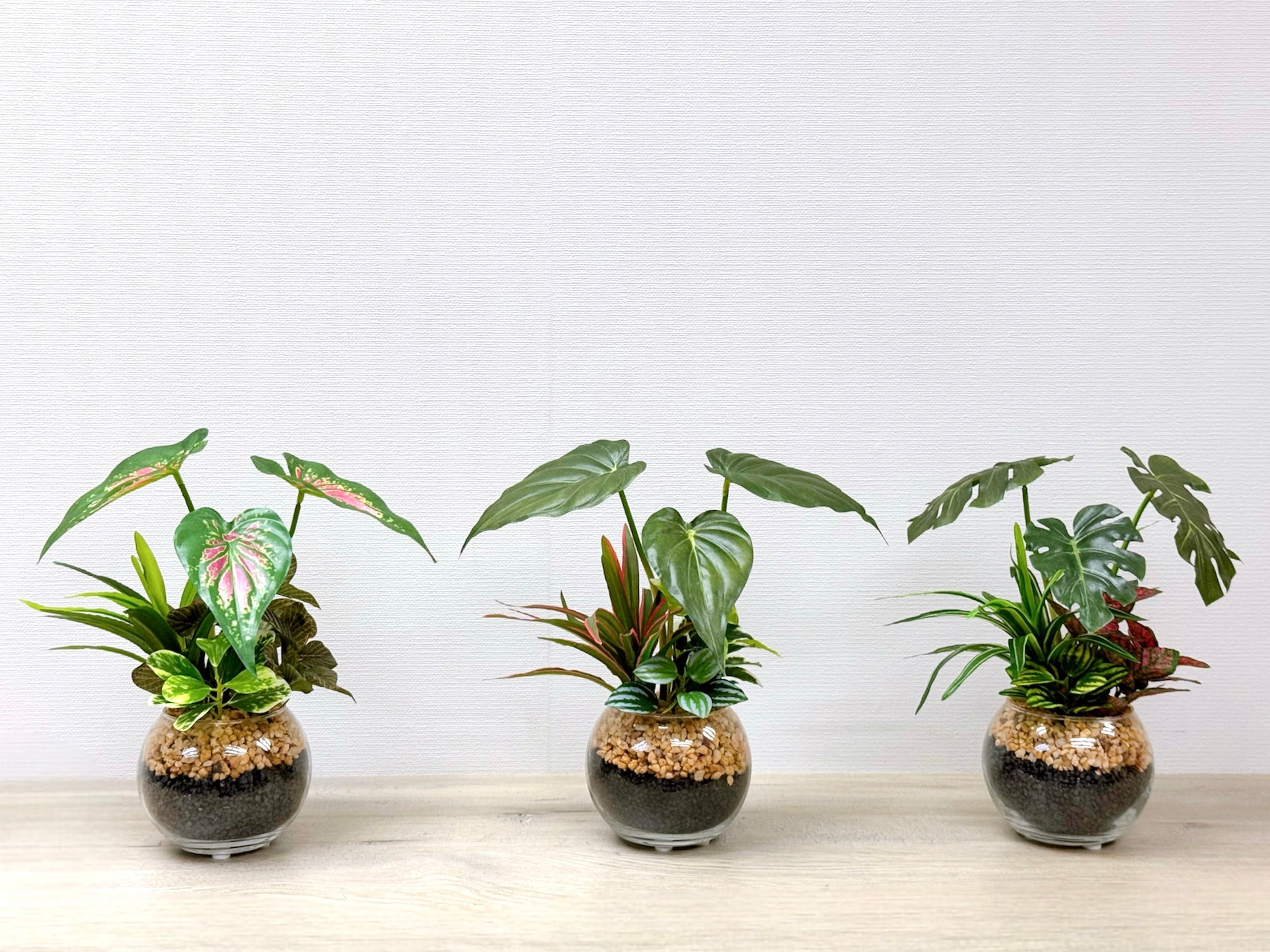 23cm 仿真五彩芋搭配迷你葉盆栽 Caladium & Mini Leaf with Glass Pot