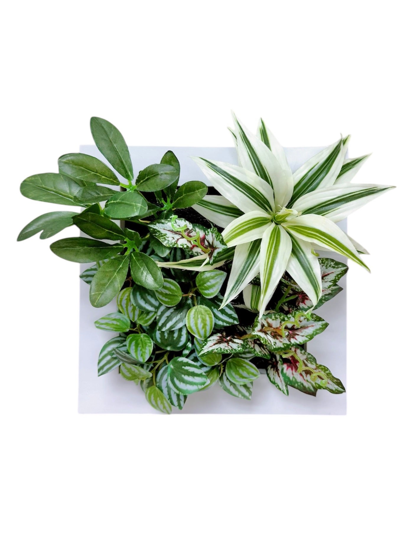 25x25cm 仿真雜葉掛牆畫框2件組 Wall Frame with Assorted Leaf  (Set of 2)