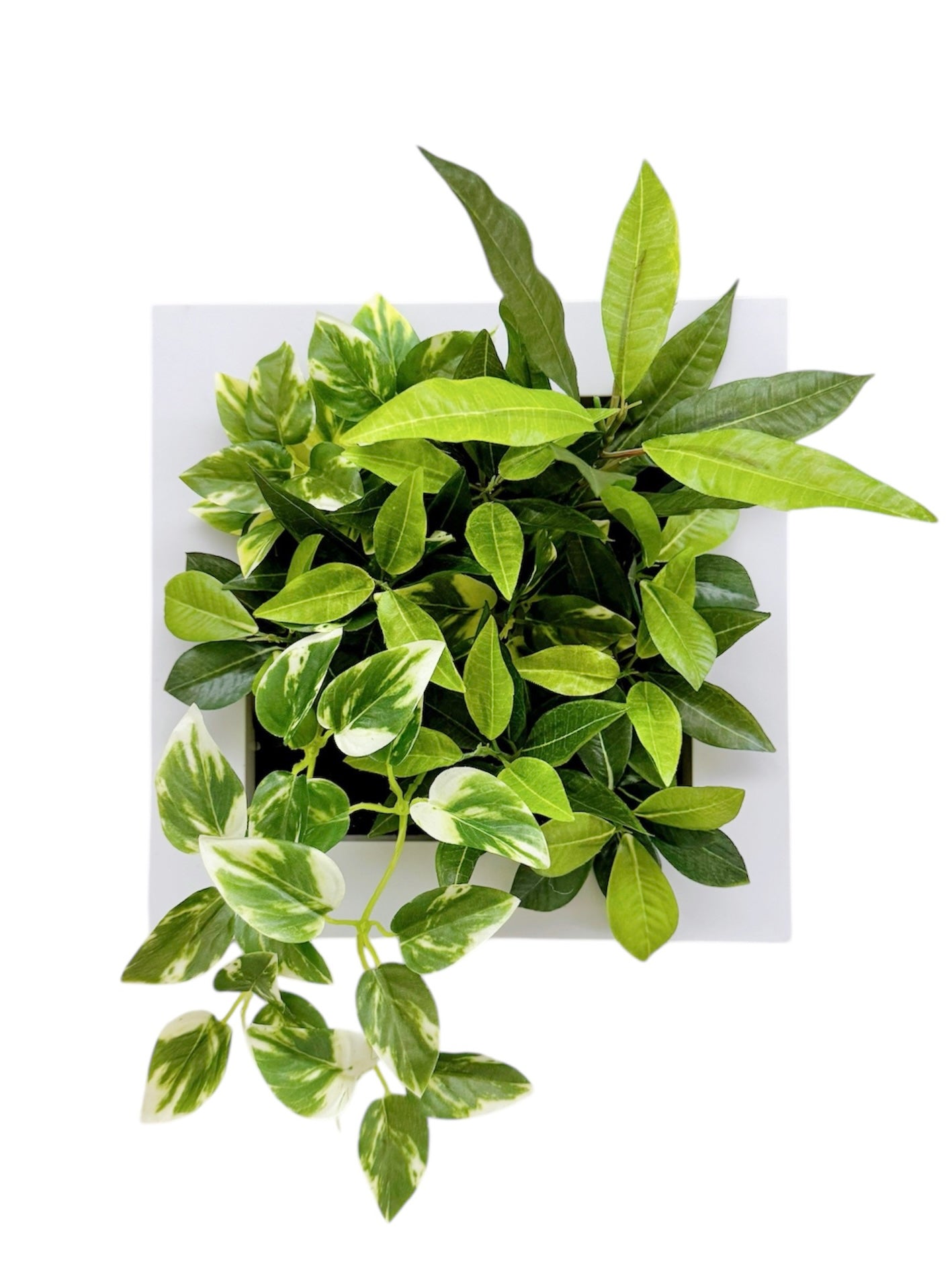 25x25cm 仿真雜葉掛牆畫框2件組 Wall Frame with Assorted Leaf  (Set of 2)