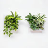 【香港現貨】仿真植物掛牆畫框 2件組 (25cm) | 3D 立體牆身裝飾 Wall Frame Set - Midoria