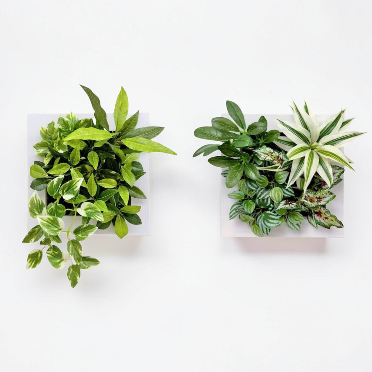 【香港現貨】仿真植物掛牆畫框 2件組 (25cm) | 3D 立體牆身裝飾 Wall Frame Set - Midoria
