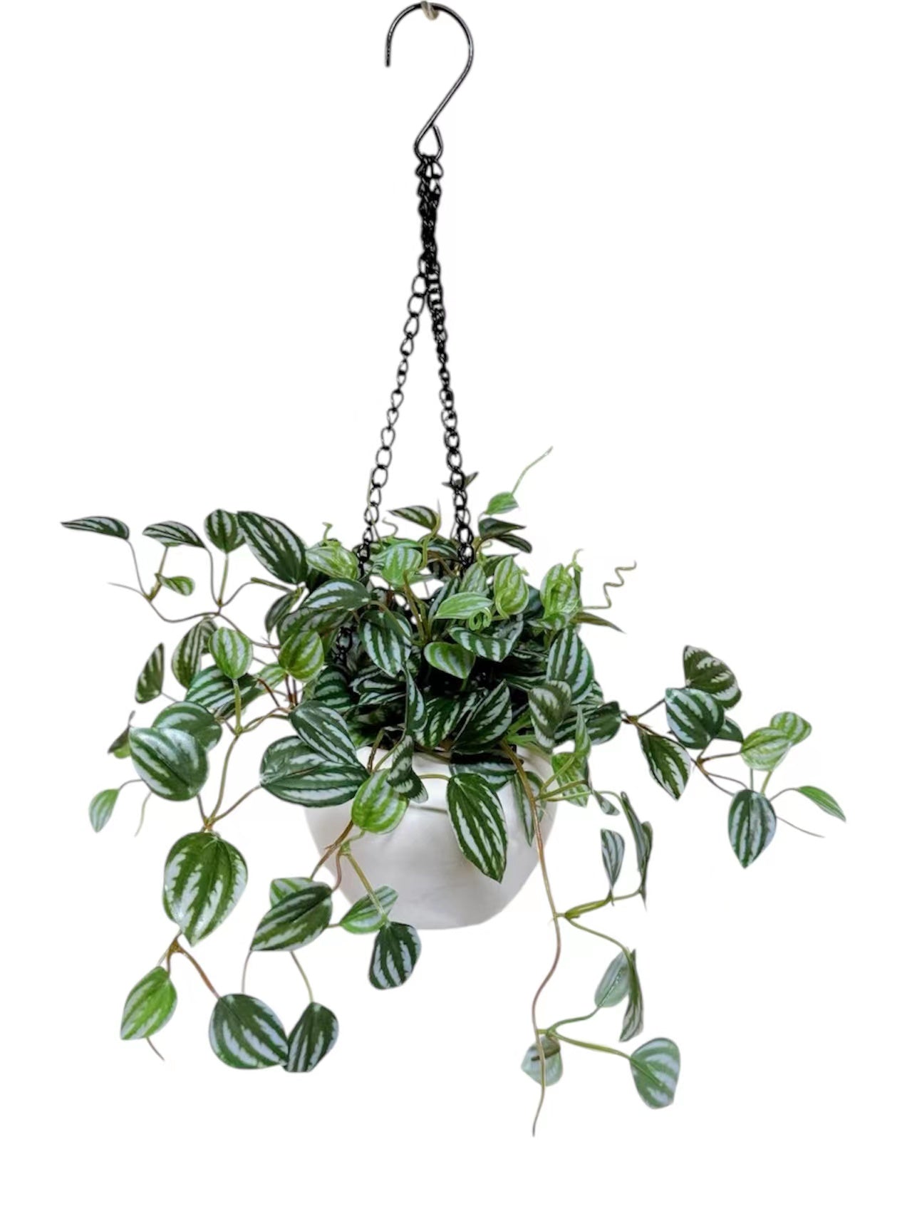 48cm 仿真常春藤吊籃 Hanging English Ivy with Pottery Pot