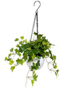 48cm 仿真常春藤吊籃 Hanging English Ivy with Pottery Pot