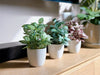 【香港現貨】北歐風仿真迷你盆栽 3件套 | 20cm Mini Artificial Potted Plants (Set of 3) - Midoria