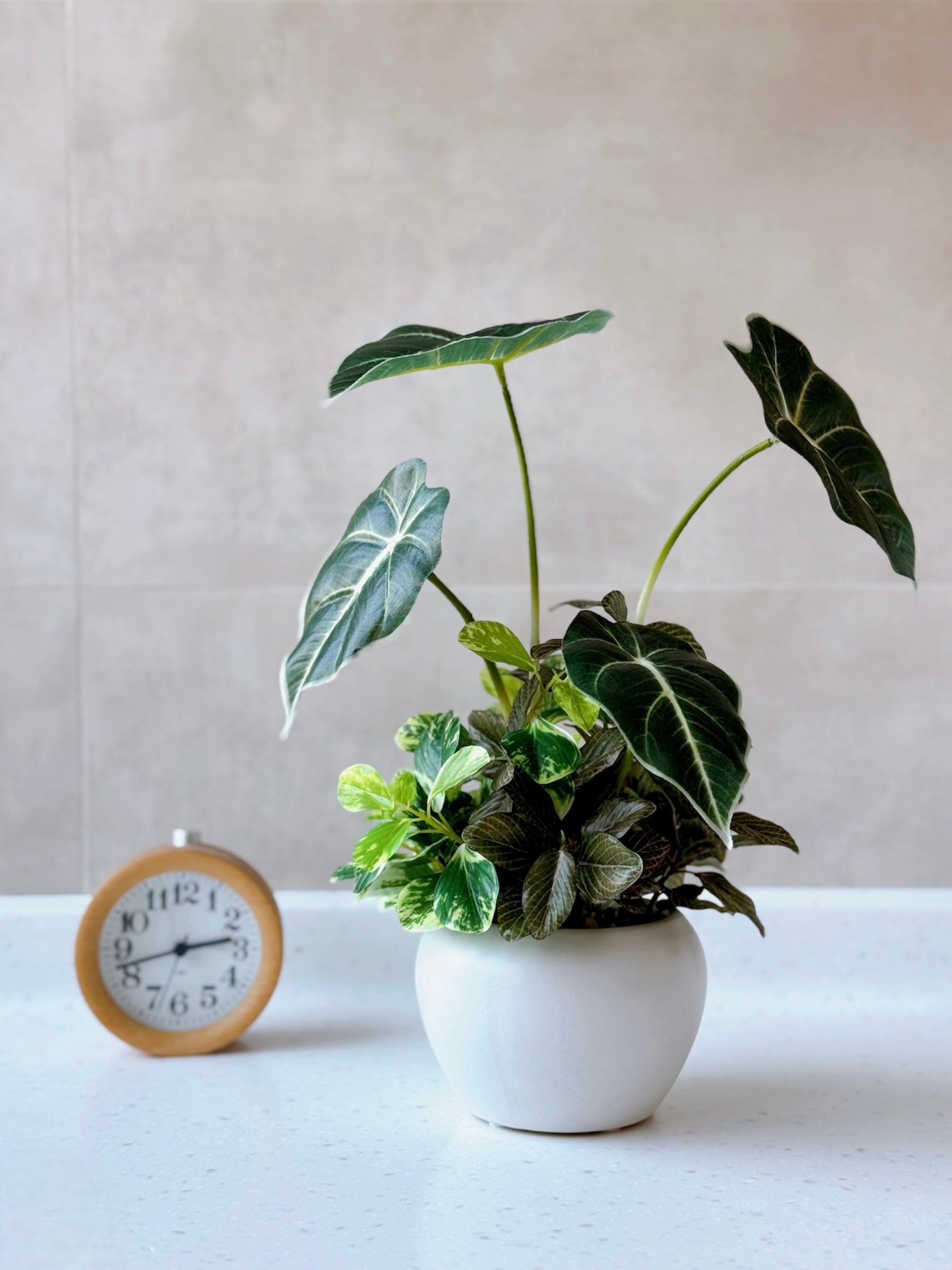 【香港現貨】仿真黑葉海芋盆栽 (32cm) | 銀白葉脈 質感小盆栽 Alocasia - Midoria